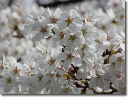 fleurs de sakura
