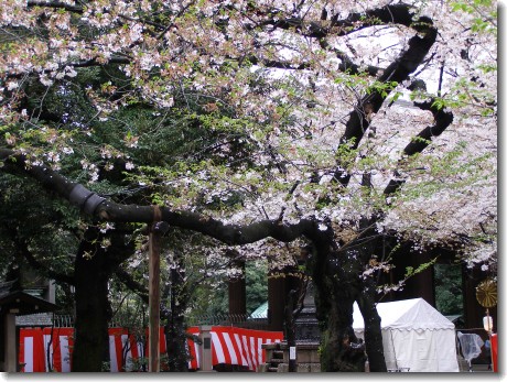 yasukuni sakura